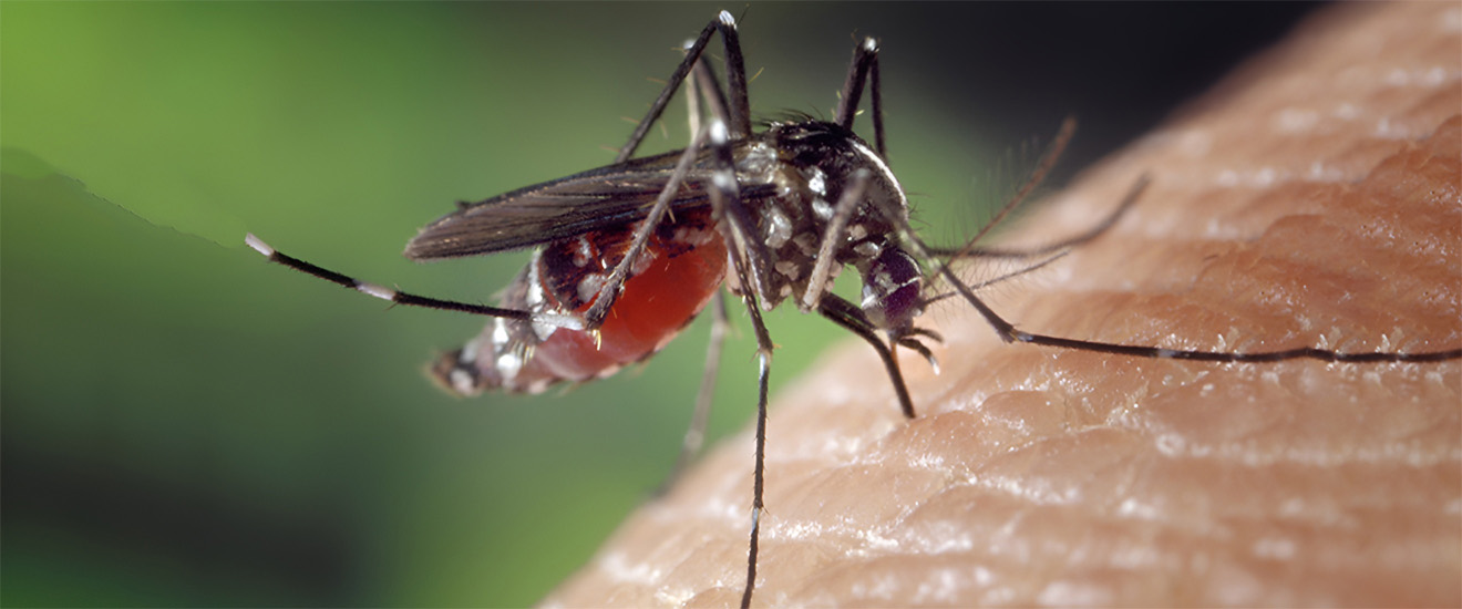 What Attracts Mosquitoes to Your Yard-And How to Fight Back