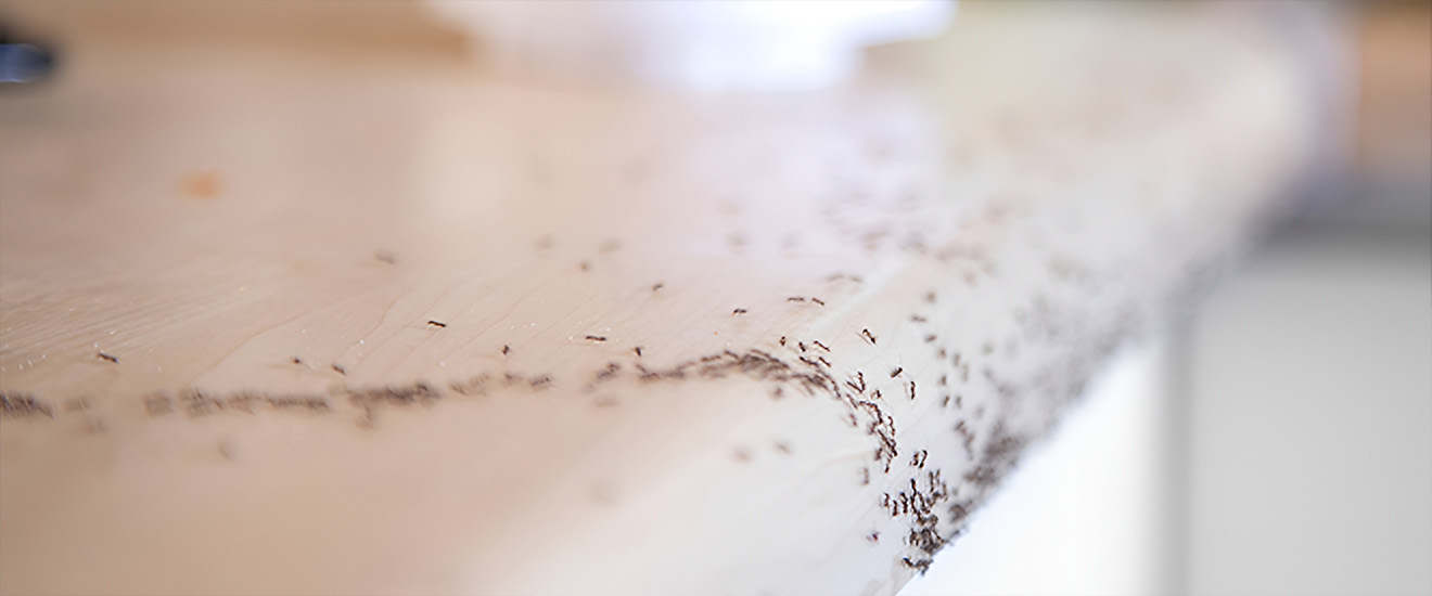 Why You’re Seeing More Bugs This Summer (And What You Can Do About It)